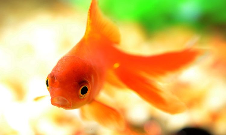 Гадание три желания "Золотая рыбка"